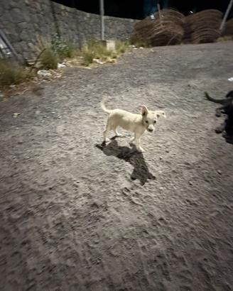 Cani cuccioli