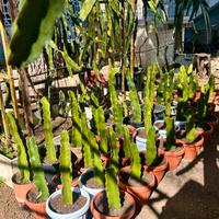 Pitaya, Talee e piante in vaso.