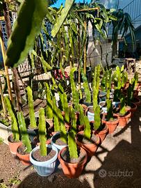 Pitaya, Talee e piante in vaso.