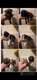 chihuahua mini toy dolcettii