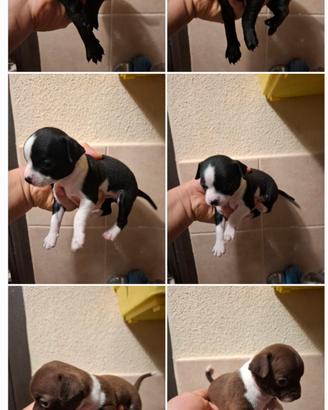 chihuahua mini toy dolcettii