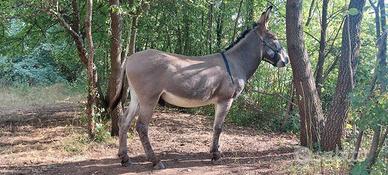 ASINO stallone amiatino certificato