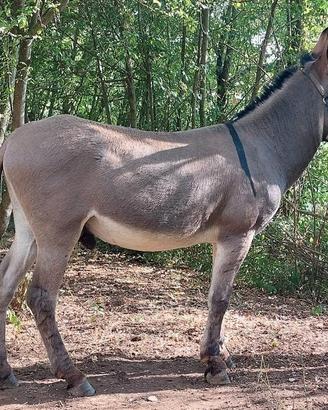 ASINO stallone amiatino certificato