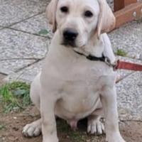 Cucciolo Labrador 6 mesi