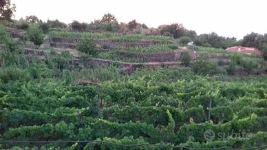 Vigneto c.da San Giuseppe