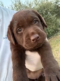 Cucciole Labrador