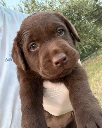 Cucciole Labrador