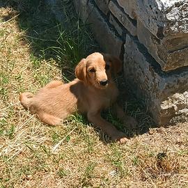 Cucciolo di bracco ungherese tartufi/caccia 