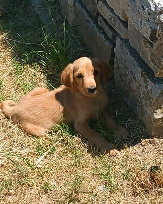 Cucciolo di bracco ungherese tartufi/caccia 