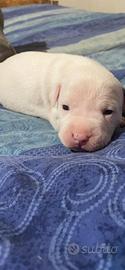 Cuccioli Amstaff
