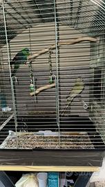 Parrocchetti dal groppone