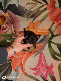 Micro chihuahua mini toy da borsetta