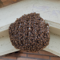 Recupero sciami di api