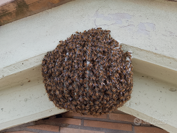 Recupero sciami di api