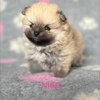 Cuccioli Pomerania con pedigree Enci