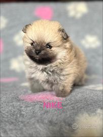 Cuccioli Pomerania con pedigree Enci