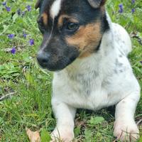 Cucciola di Jack Russell