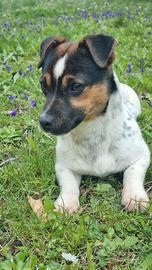 Cucciola di Jack Russell