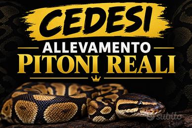 Pitone reale