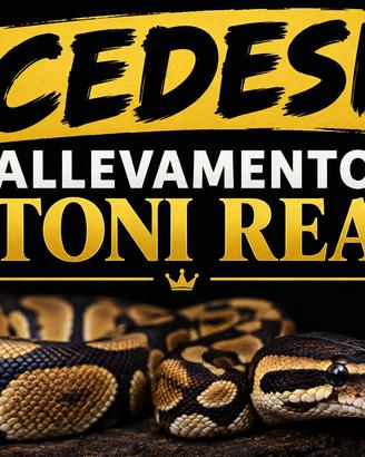 Pitone reale