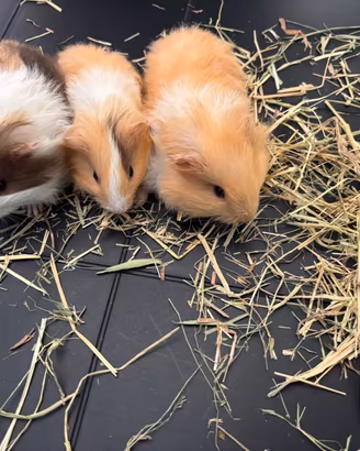 Cavia silkie
