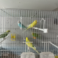 Pappagalli multicolor