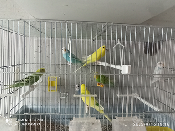 Pappagalli multicolor