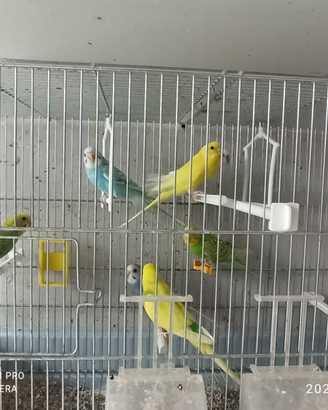 Pappagalli multicolor