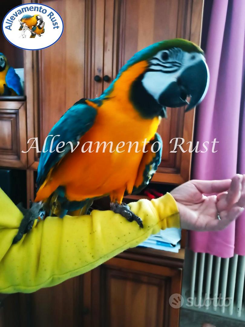 Ara giallo e blù - ararauna - Animali In vendita a Napoli