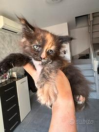Cucciola Maine coon