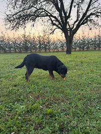 Rottweiler femmina