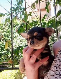 Chihuahua pedigree ENCI