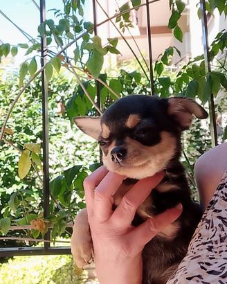 Chihuahua pedigree ENCI