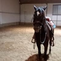 Incrocio quarter appaloosa