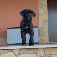 Cuccioli di cane Corso