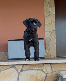 Cuccioli di cane Corso