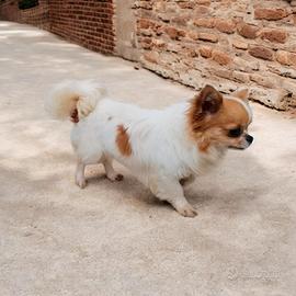 Chihuahua pelo lungo per monta