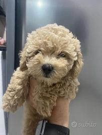 Barboncina champagne