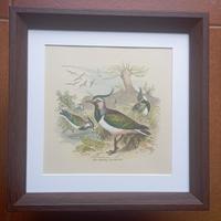 Stampe Vintage colorate a mano in cornice 20x20 