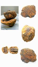 fossile antico 