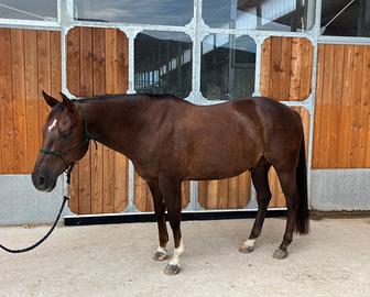 Quarter horse