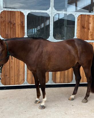 Quarter horse