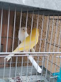 canarino giallo 