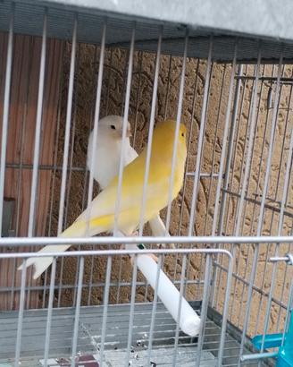 canarino giallo 