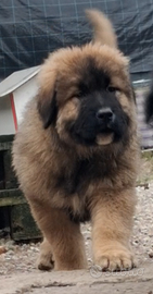 Cucciolo di pastore di caucaso