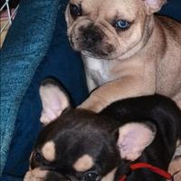 Bulldog francese esotico merle con occhi bicolore