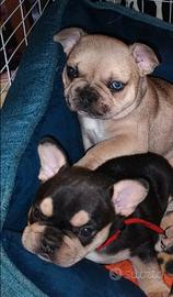 Bulldog francese esotico merle con occhi bicolore