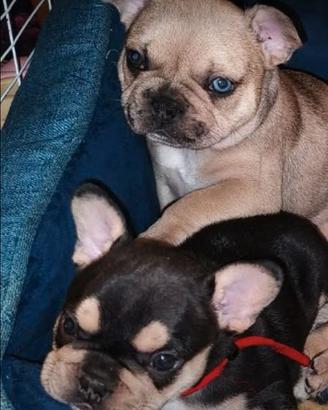 Bulldog francese esotico merle con occhi bicolore