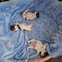 Cucciole di chihuahua