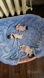 Cucciole di chihuahua